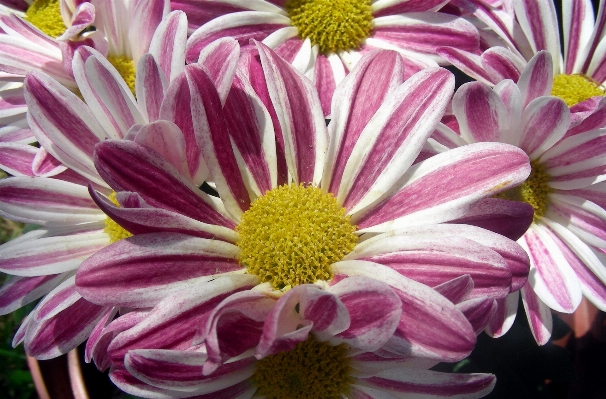 Plant flower petal daisy Photo