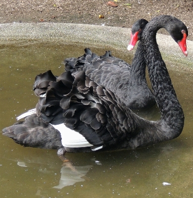 自然 鳥 羽 野生動物 写真