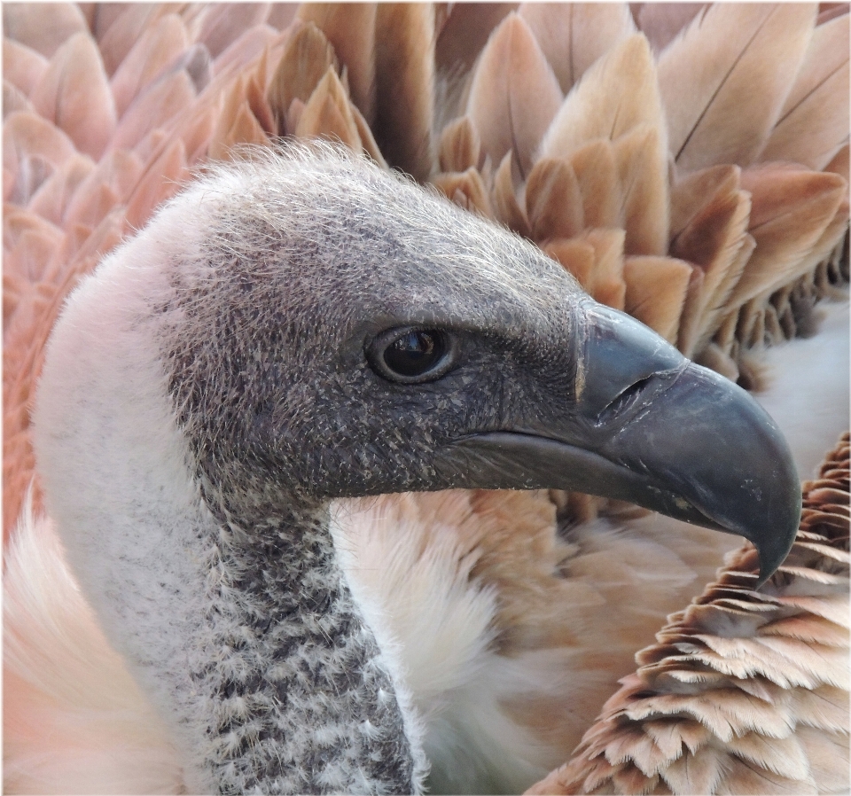 Vogel flügel tierwelt europa