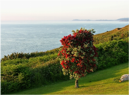 Coast tree grass lawn Photo