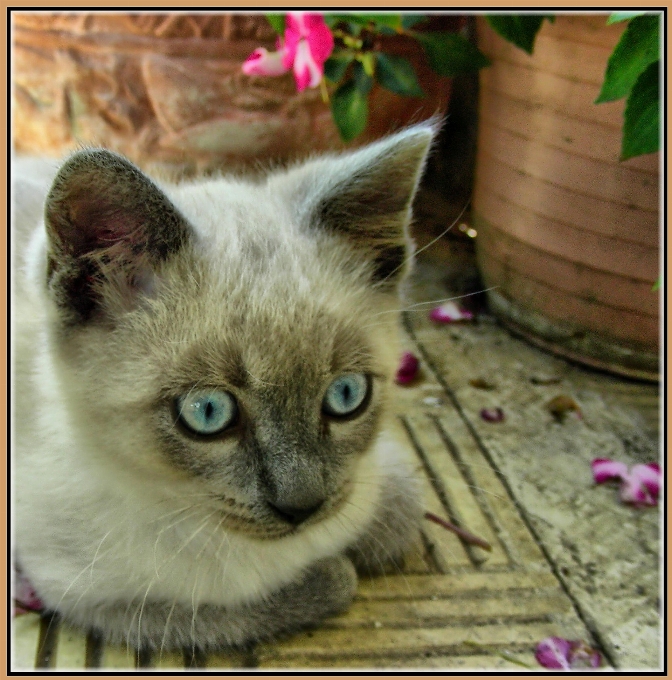 Nature chaton chat mammifère