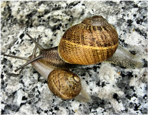 自然 fauna 無脊椎動物 閉じる
 写真