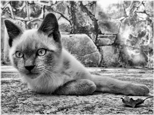 Foto Bianco e nero
 gattino gatto mammifero