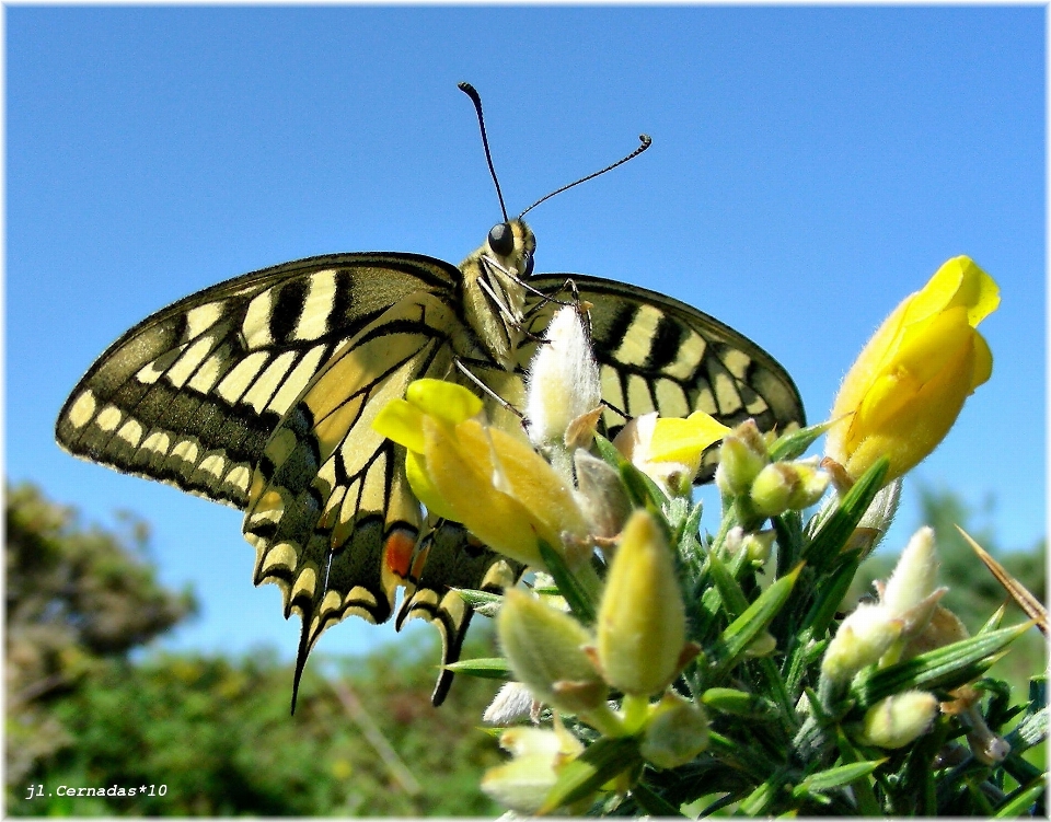 Aile fleur insecte papillon