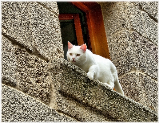 白色的 小猫 猫 哺乳动物 照片