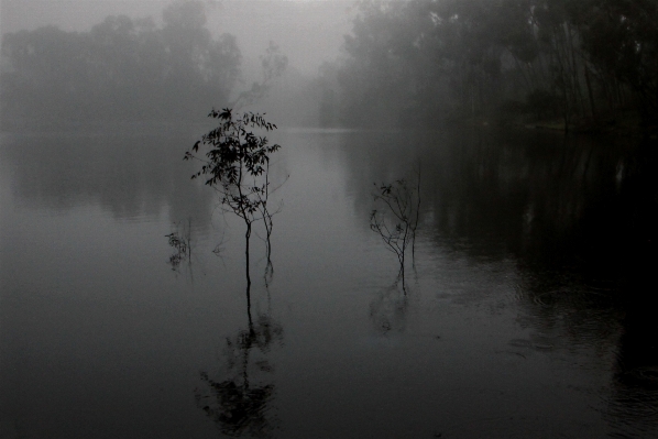 Foto Pohon alam cabang salju