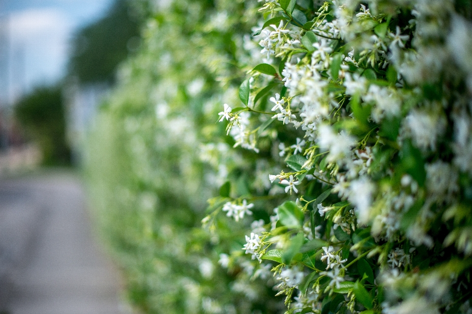 Pohon alam rumput bokeh
