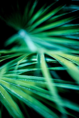 Tree nature grass branch Photo