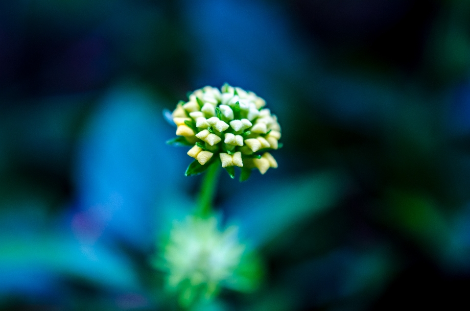 Nature blossom bokeh abstract