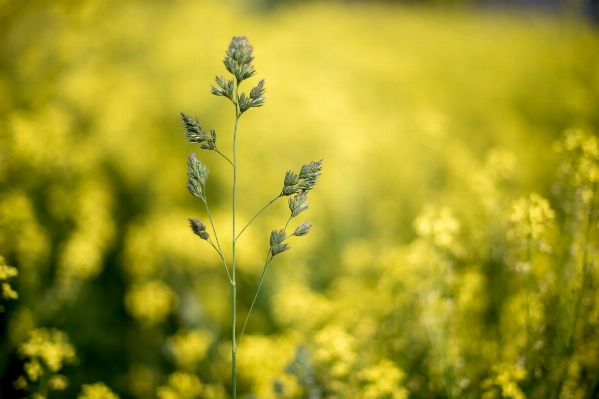 Nature grass bokeh blur Photo