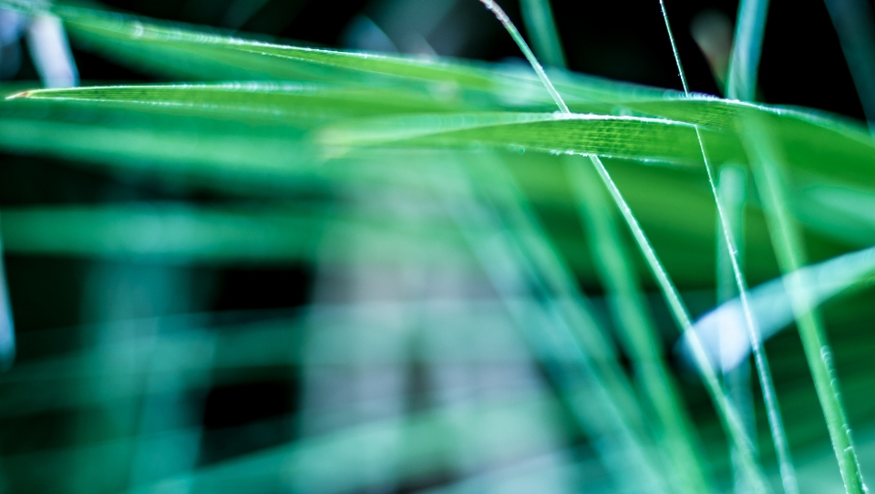 água natureza grama luz