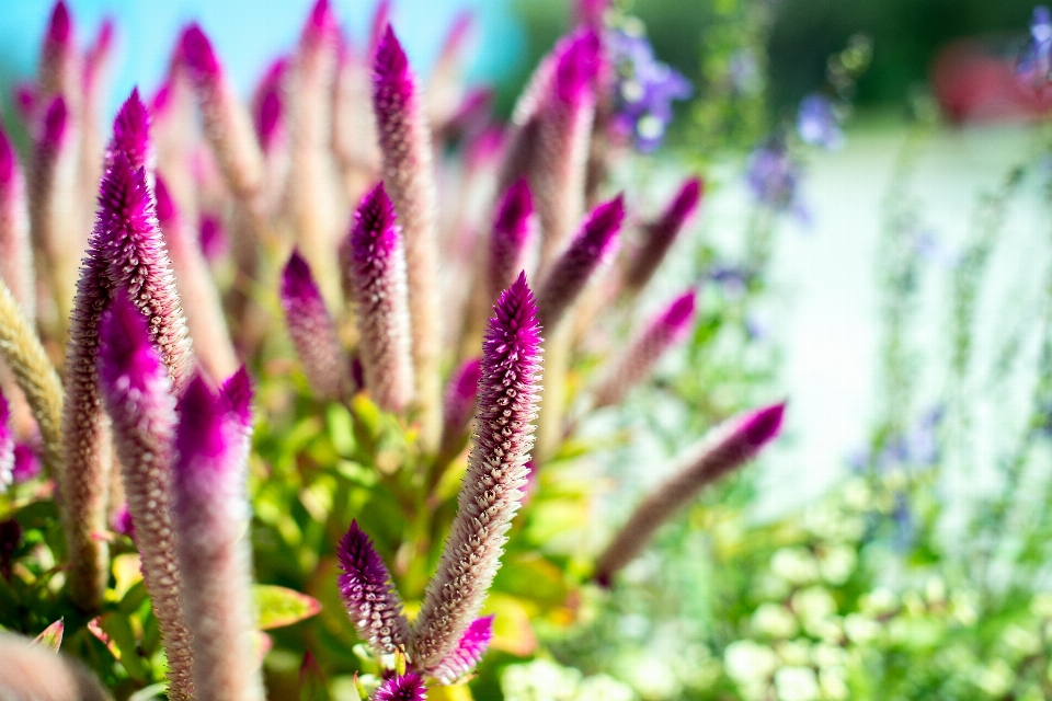 Nature grass blossom light