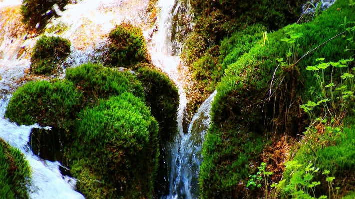 Tree water nature forest Photo