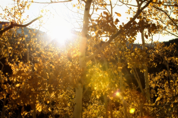 Tree forest branch light Photo