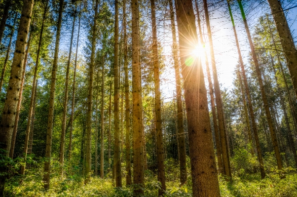 Landscape tree nature forest Photo