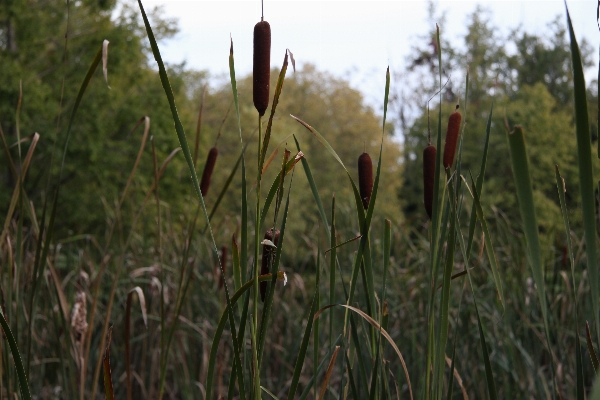 Water nature grass outdoor Photo