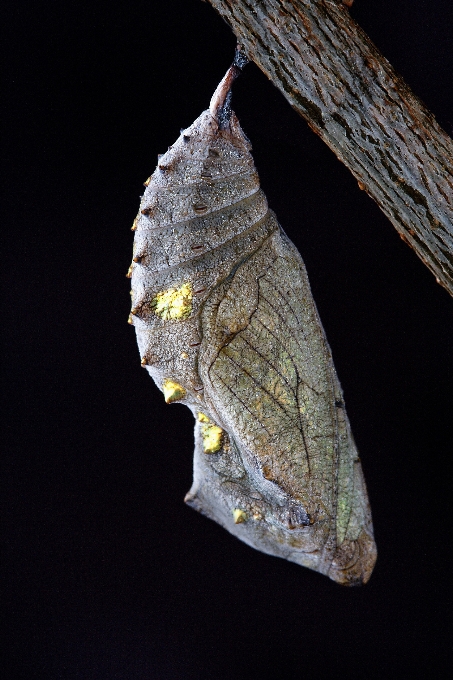 Flügel fotografie blatt insekt