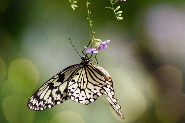 Foto Natureza asa branco fotografia