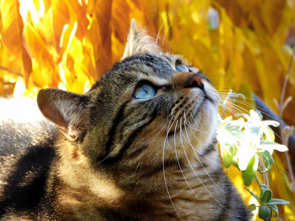 动物 可爱的 宠物 小猫