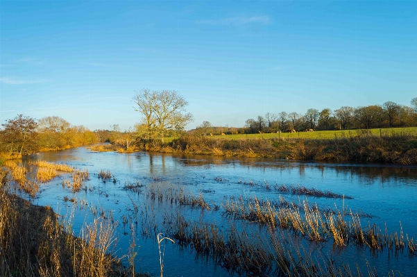 Landscape tree water marsh Photo