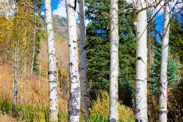 Landscape tree forest wilderness Photo