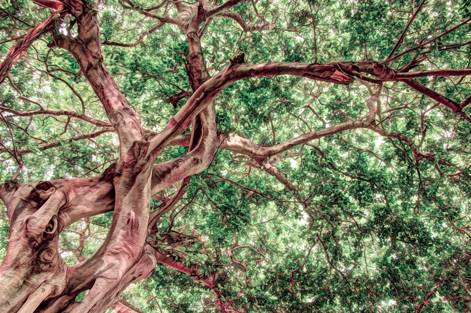 Arbre nature forêt bifurquer