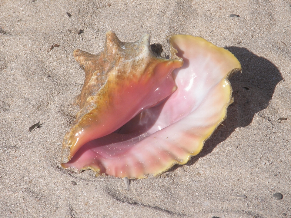 Pantai alam pasir laut