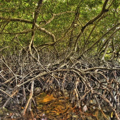 Sea tree nature forest Photo