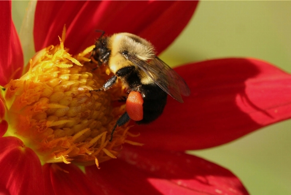 Flower petal pollen red Photo