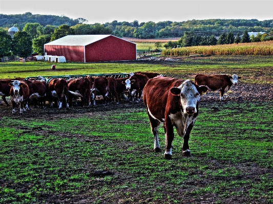 Landscape grass field farm Photo