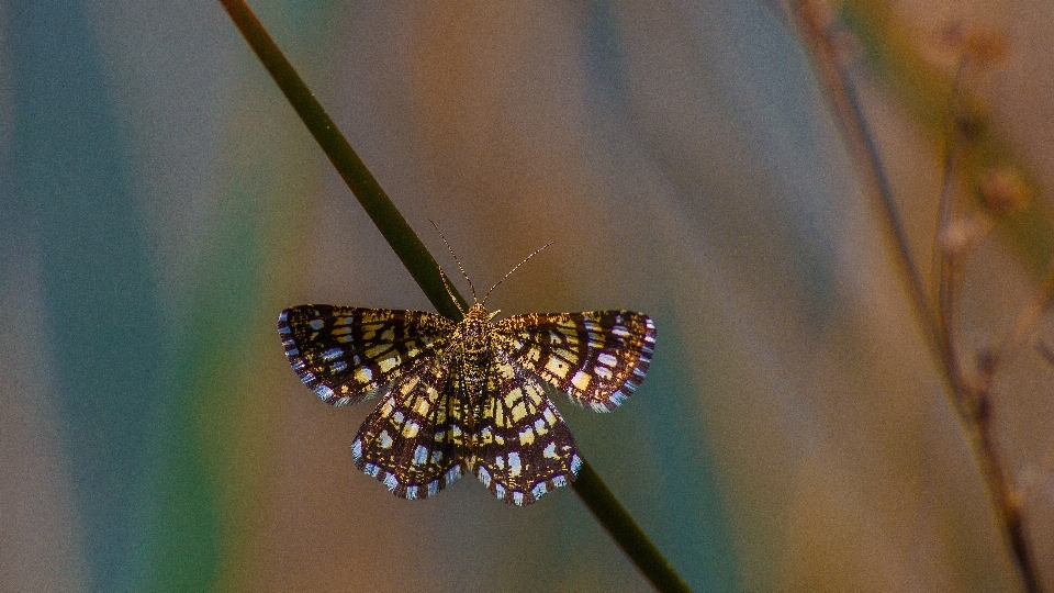 Nature wing photography flower