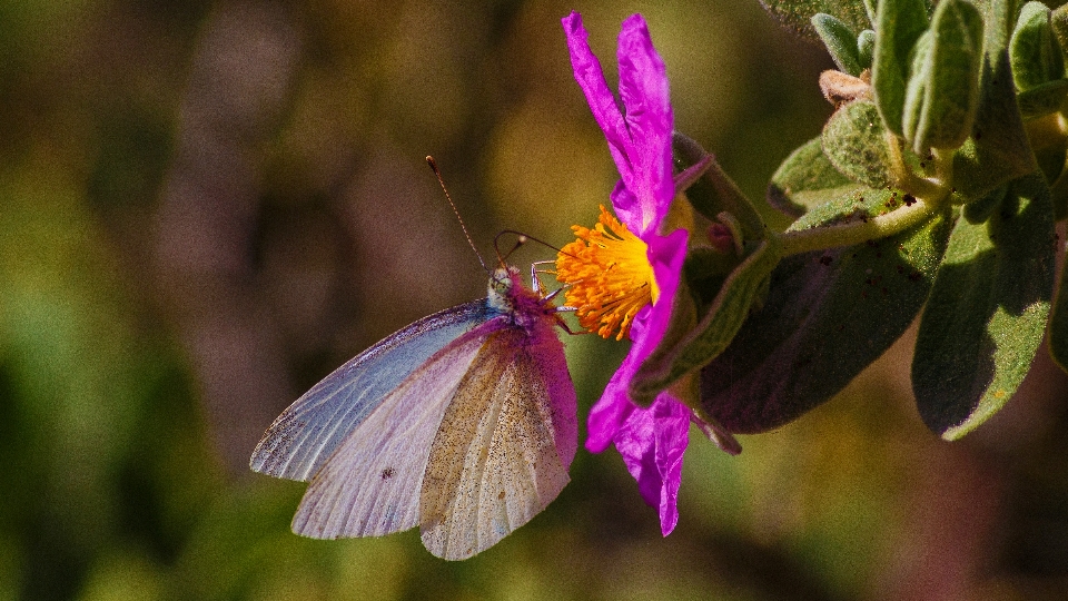 Naturaleza planta fotografía flor