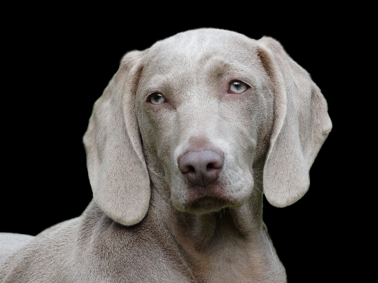 Foto Anjing potret mamalia weimaraner
