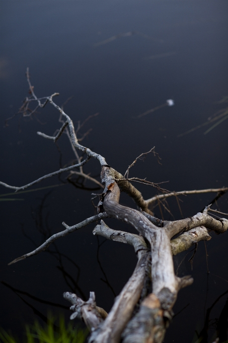 Albero acqua natura ramo