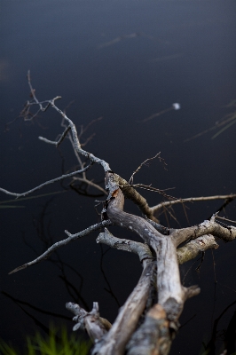 Tree water nature branch Photo