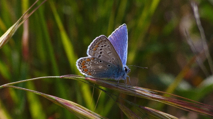 Foto Rumput margasatwa serangga makro