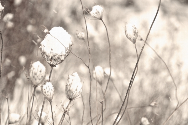 Foto Pohon alam rumput cabang