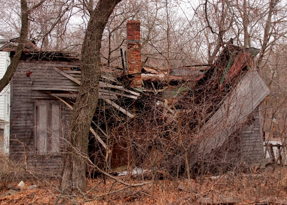 Tree forest wood house Photo