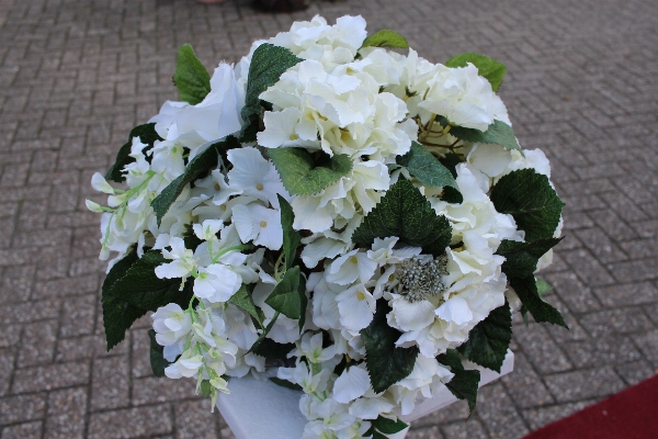 自然 植物 花 お祝い 写真