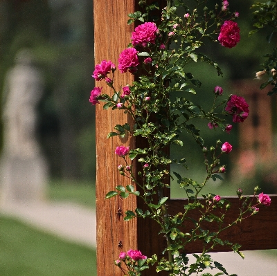 ブランチ 花 植物 葉 写真