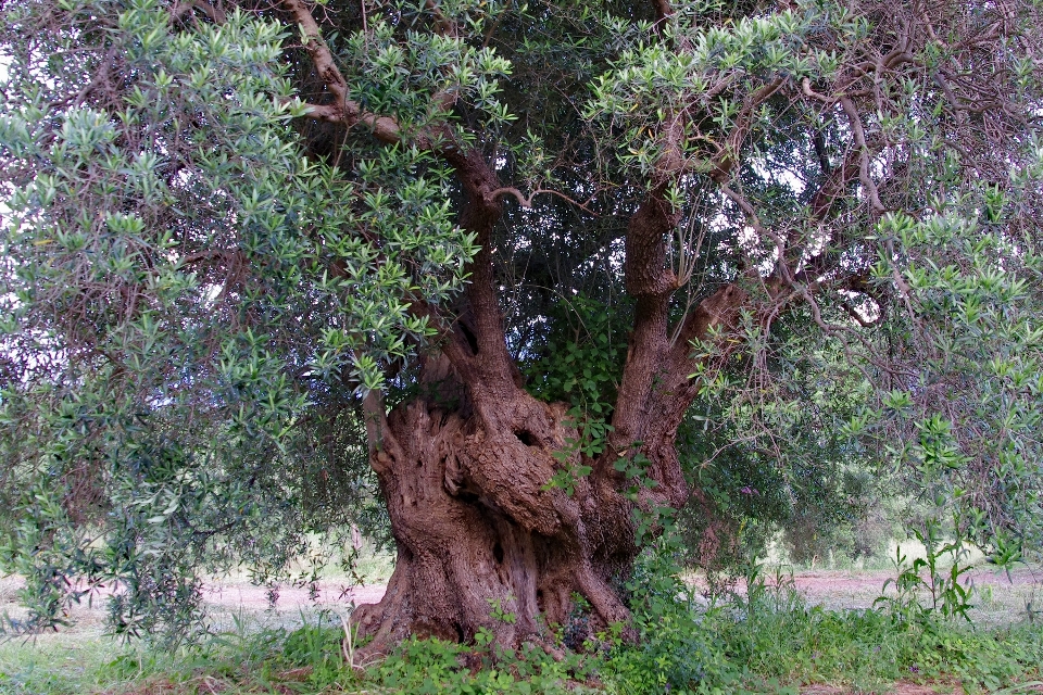 árbol planta flor follaje