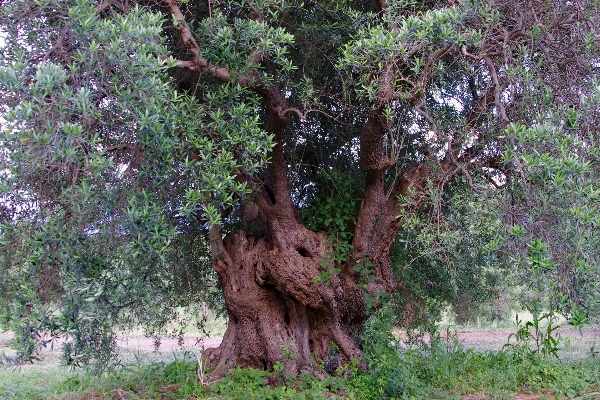 Tree plant flower foliage Photo