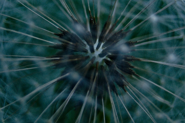 Nature grass abstract plant Photo