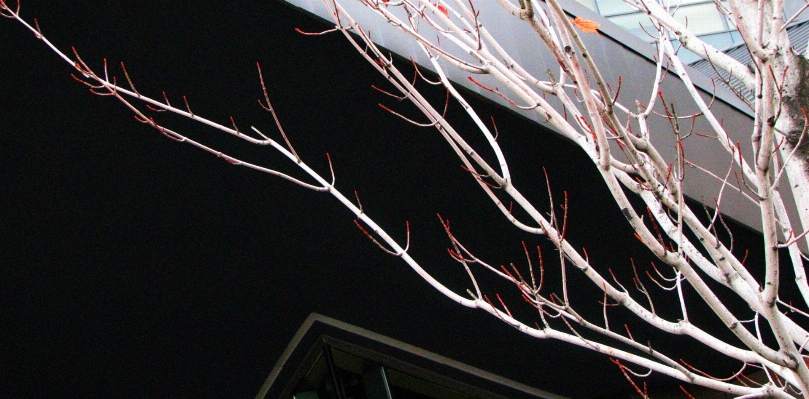 Branch light architecture night Photo