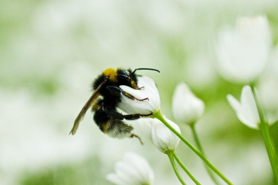 Nature fleurir usine blanc