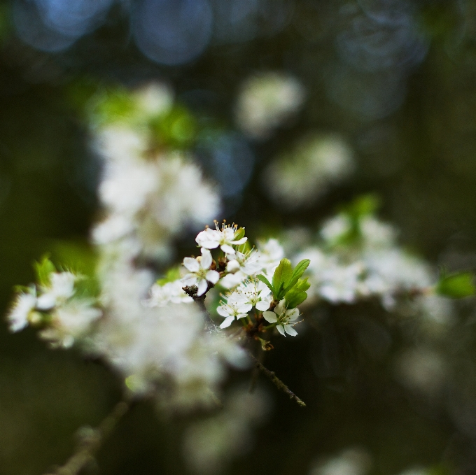 Albero natura ramo fiore