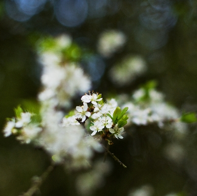 Tree nature branch blossom Photo