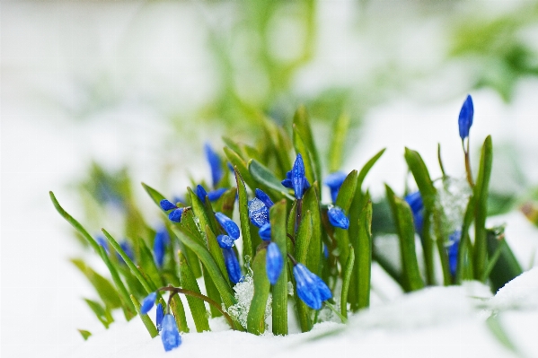 草 ブランチ 花 雪 写真