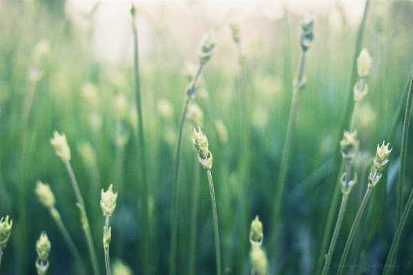 Water nature grass dew Photo