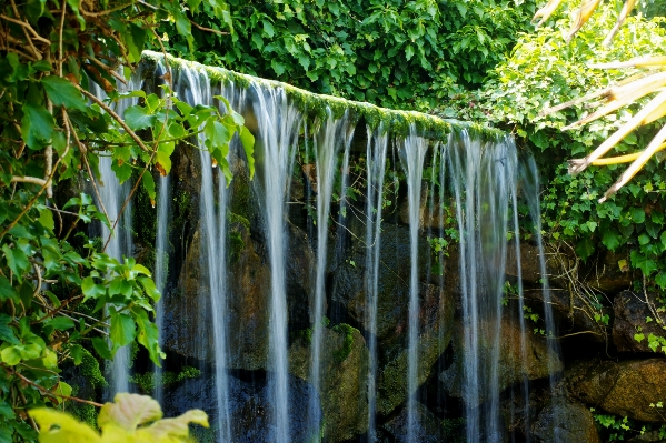 Tree water nature forest Photo